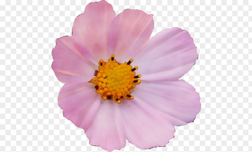 Annual Plant Garden Cosmos Aster Flower Plants PNG