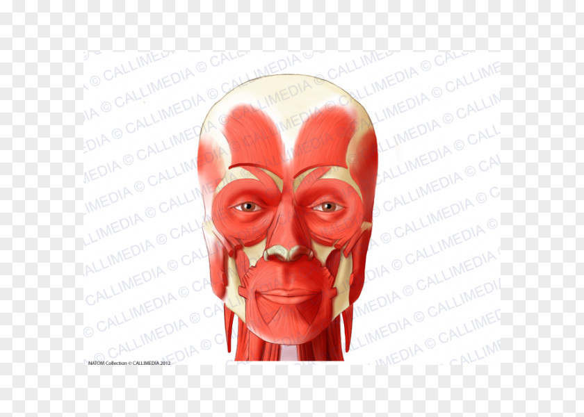 Anterior Triangle Of The Neck Muscle Head And Anatomy Human Body PNG