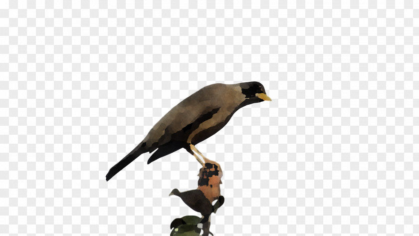 Common Myna Finches Beak PNG