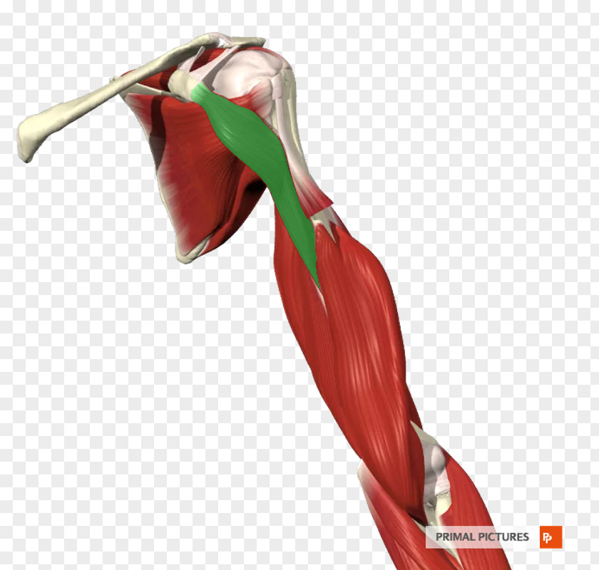 Plant Shoulder PNG