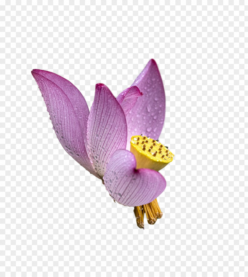 Moth Orchids Purple PNG