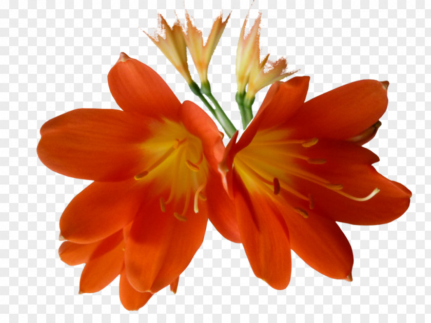 Orange Flower Clivia Lilium PNG