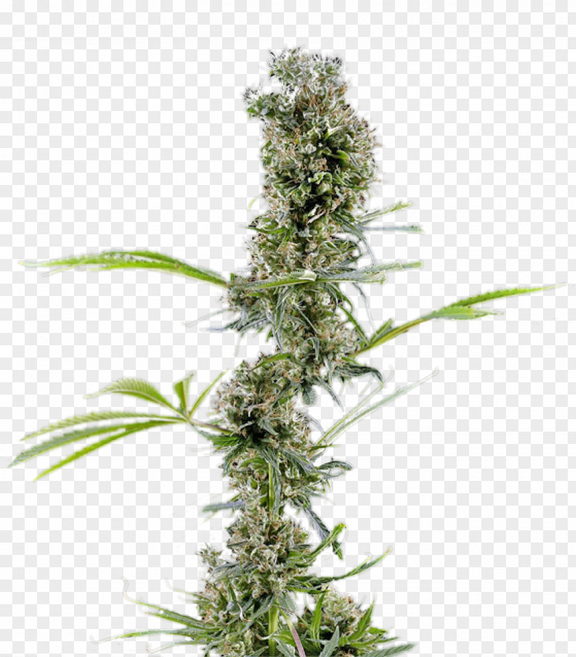 Outdoor Cannabis Cannabaceae Hemp Haze Plant PNG