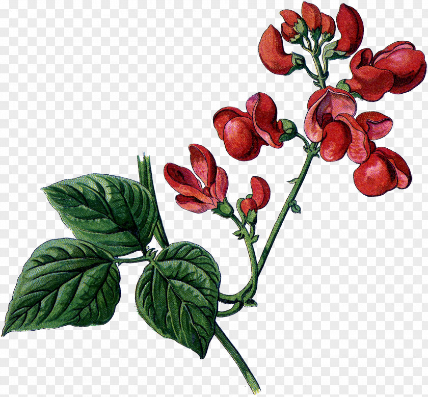 Plant Drawing PNG