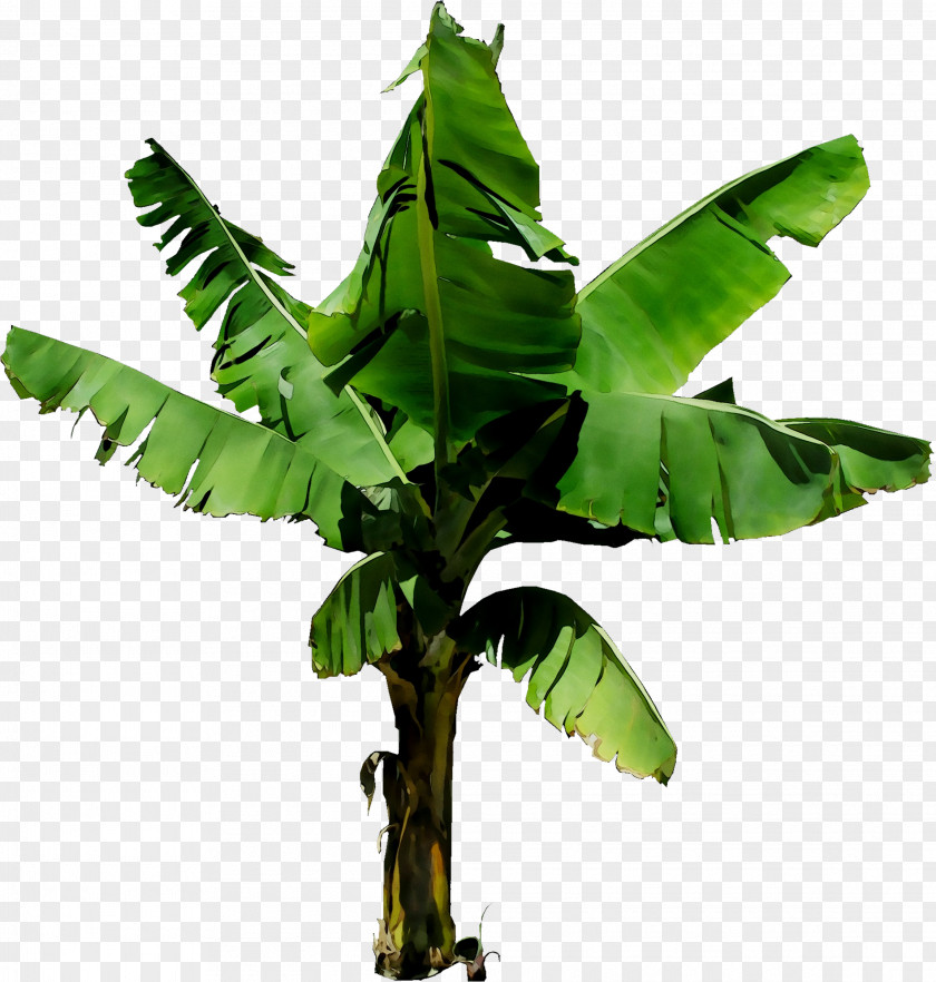 Tree Plant Stem PNG