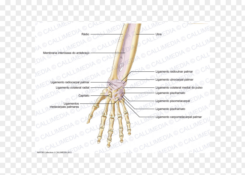 Blitum Capitatum Finger Ligament Forearm Anatomy Tendon PNG