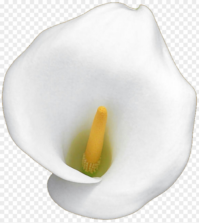 Callalily Arum-lily Flower Lilium Clip Art PNG