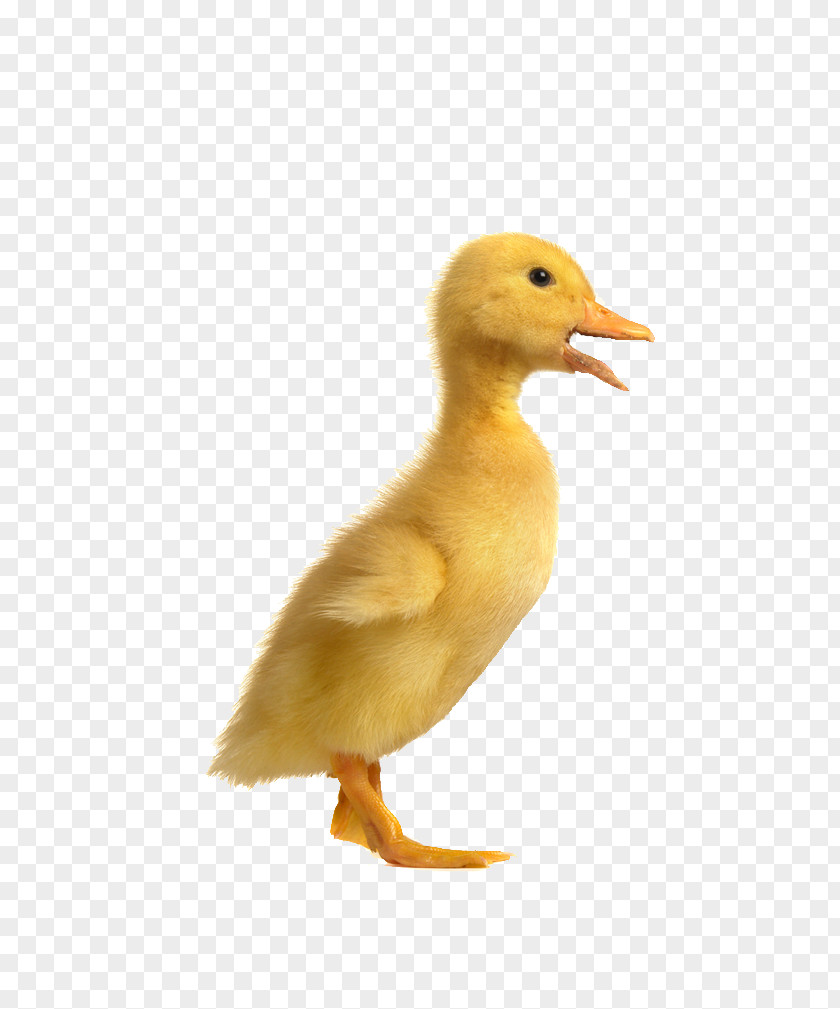 Chick Duck Chicken Poultry Goose PNG