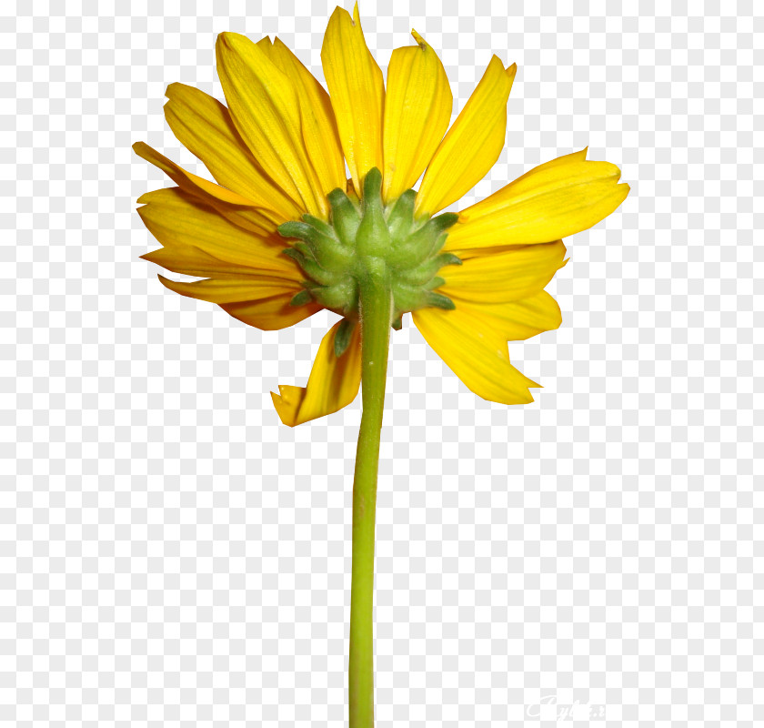 Flower Yellow Cut Flowers PNG