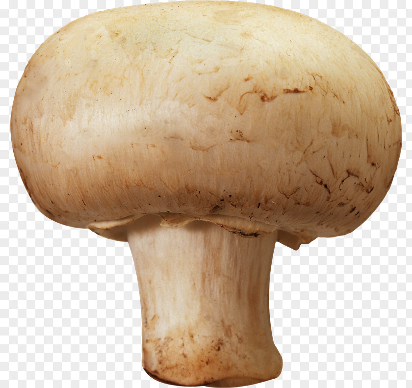 Mushroom Edible Common Clip Art PNG