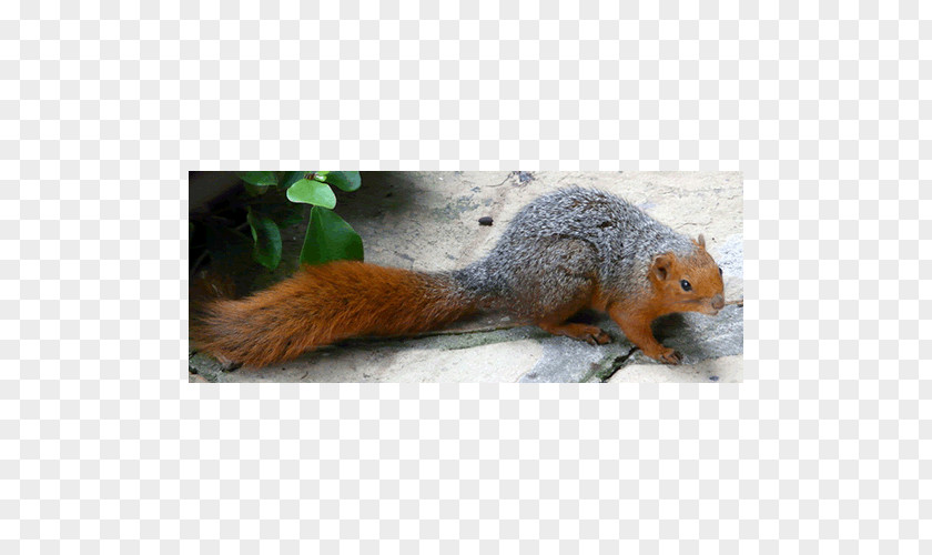 Squirrel Fox Rodent Red-cheeked Callosciurus PNG