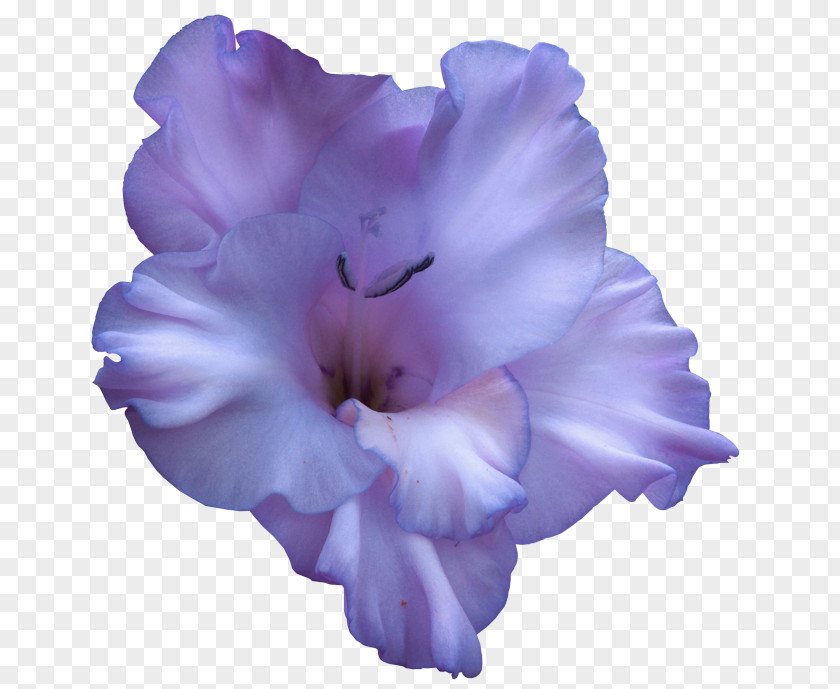 Gladiolus Lilac Lavender PNG