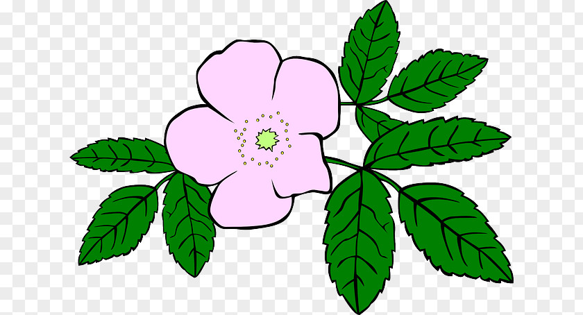 Rosa Flower Vector Graphics Clip Art Openclipart Drawing Free Content PNG