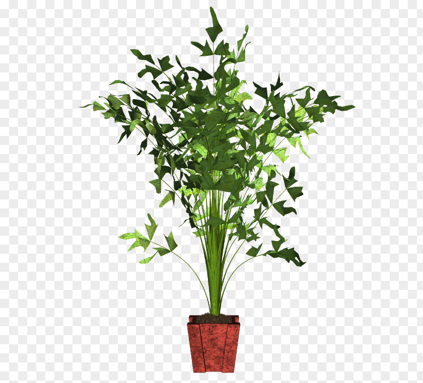 Tree Guiana Chestnut Houseplant Flowerpot PNG