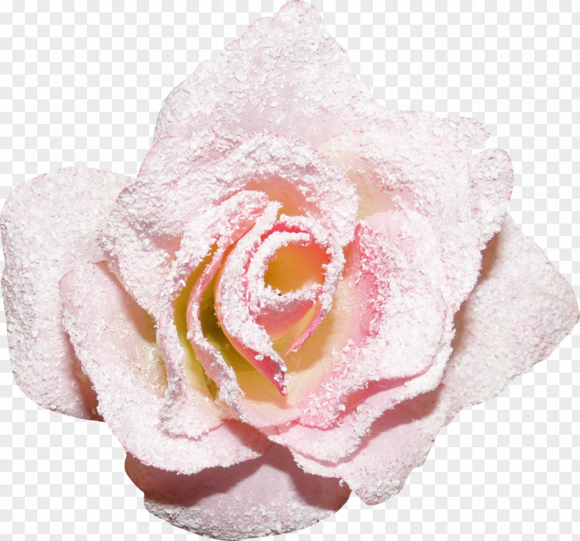 22 Still Life: Pink Roses Garden Yandex Google Images PNG