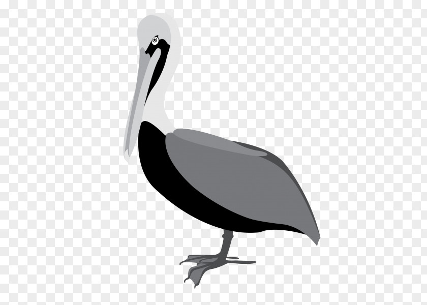 Bird Brown Pelican Beak Clip Art American White PNG
