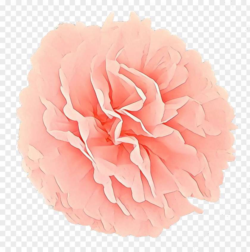 Camellia Pompom Flowers Background PNG