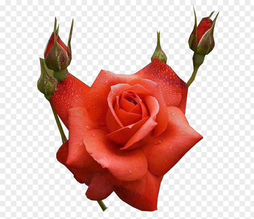 Rose Flower Bouquet Desktop Wallpaper Floral Design PNG