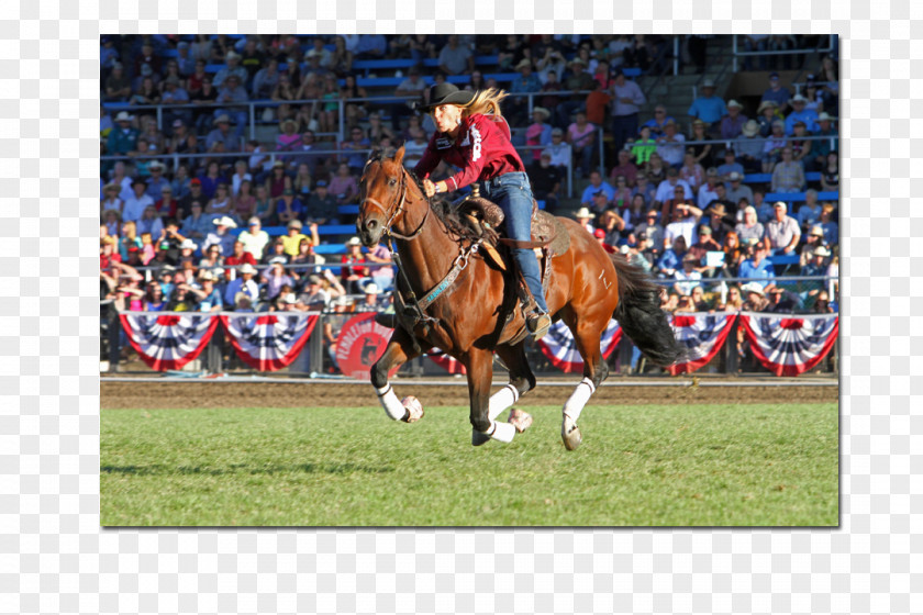 Bill O'reilly Rodeo Stallion Mare Equestrian Western Riding PNG