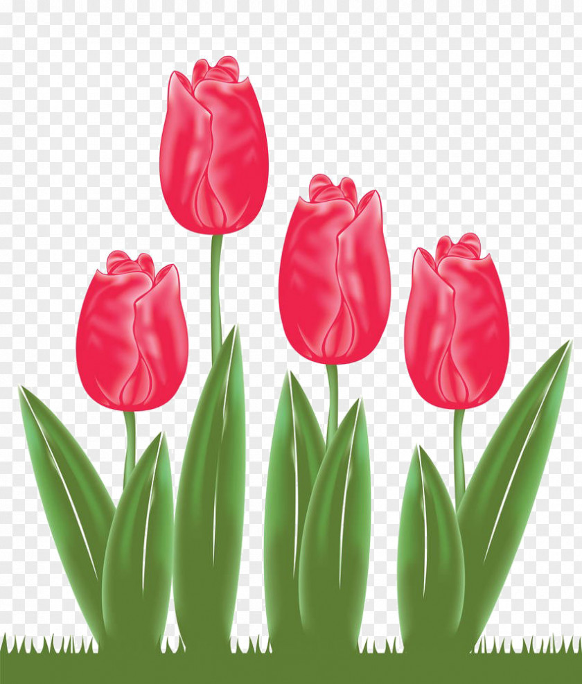 Free Buckle Tulips Liriodendron Tulipifera Clip Art PNG