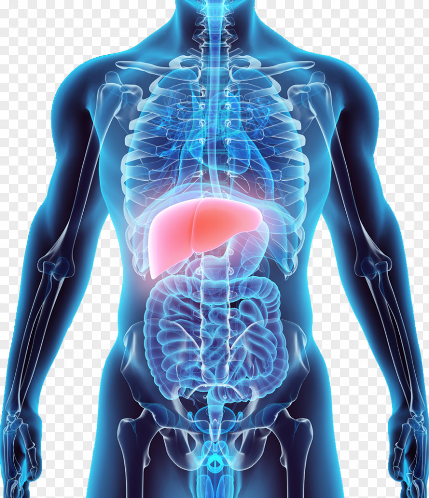 Liver Stock Photography Anatomy Human Body PNG
