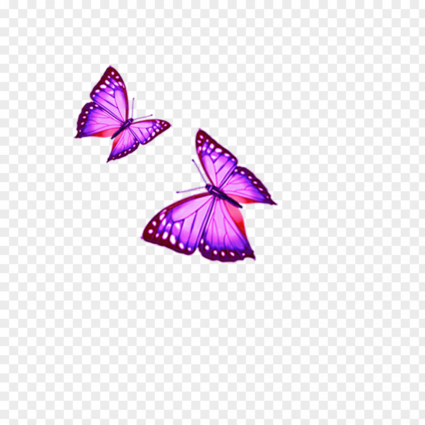 Butterfly Cartoon Download PNG