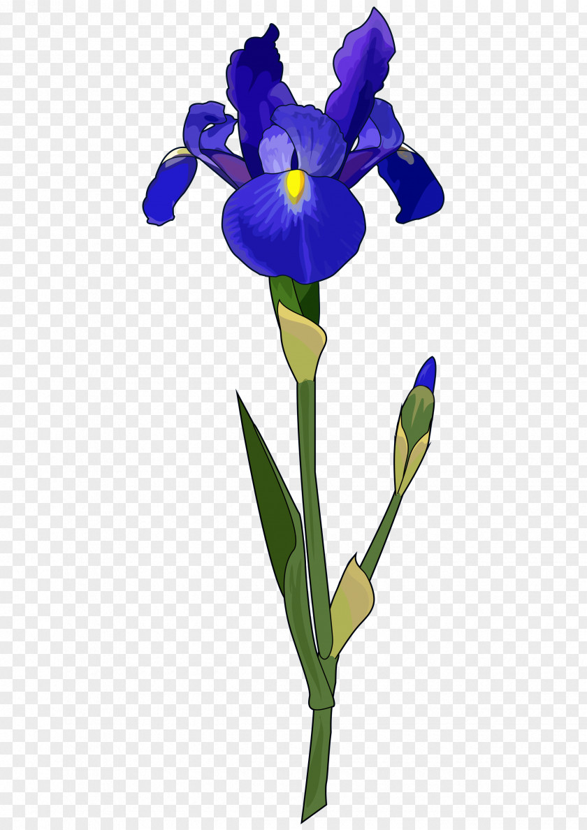 Flower Irises Plant Stem Iris Data Set Bulb PNG