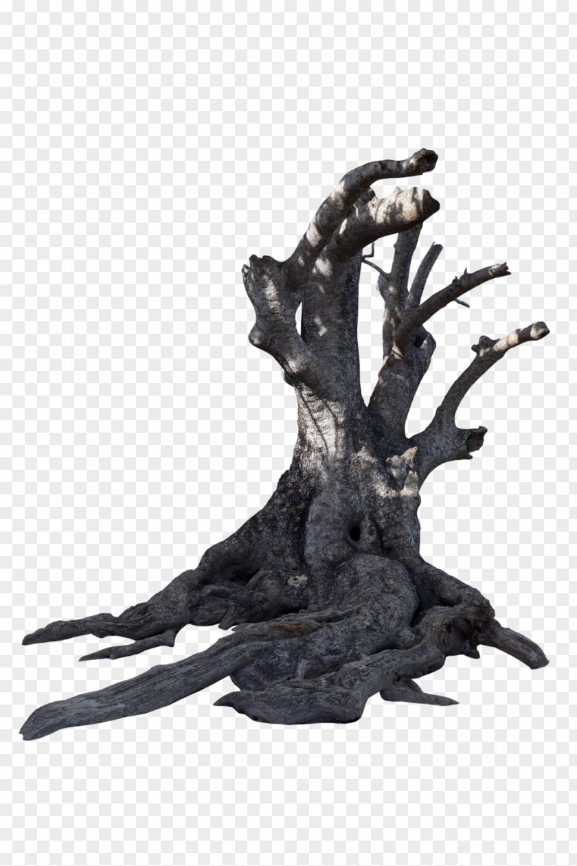 Trees PNG