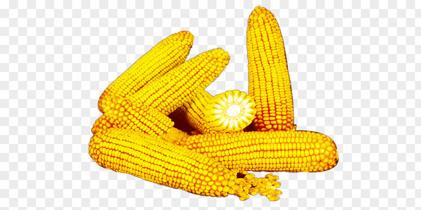 A Pile Of Corn On The Cob Yellow Commodity PNG