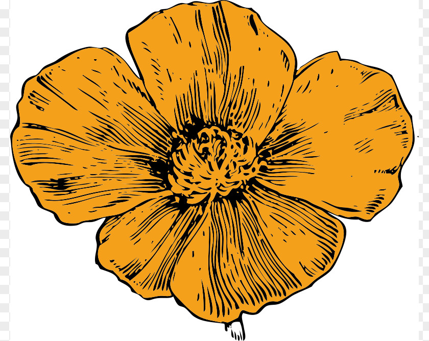 Flower Picture Guide California Poppy Clip Art PNG