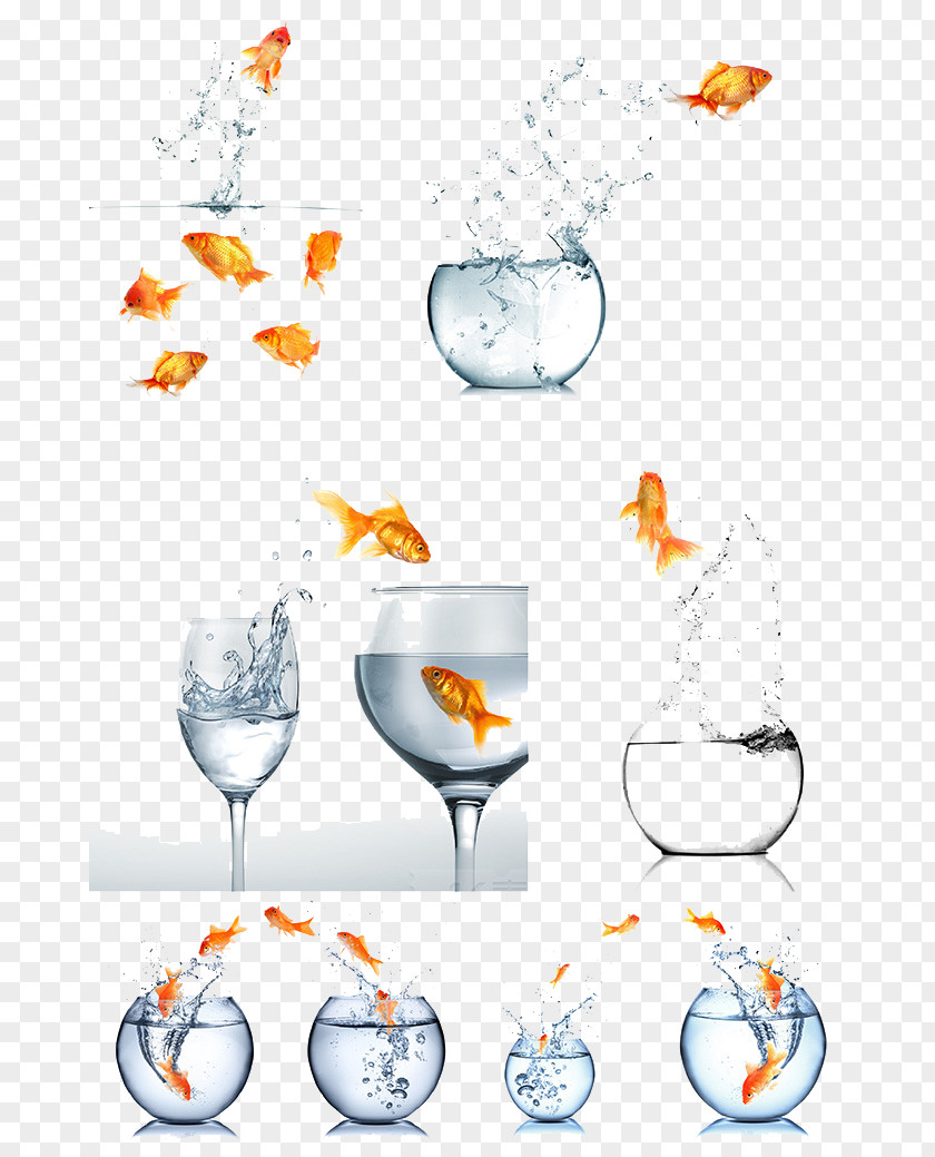 Goldfish Jump Out Of The Tank Koi PNG