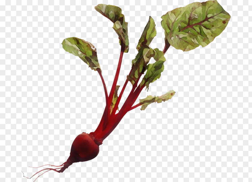 Leaf Vegetable Beetroot Beet Greens Flower Plant PNG