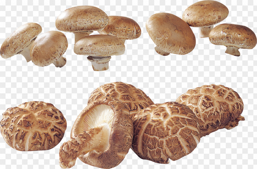 Oyster Edible Mushroom Matsutake Shiitake Agaricaceae PNG