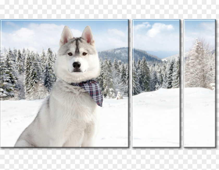 Puppy Siberian Husky Canadian Eskimo Dog Alaskan Malamute Samoyed PNG