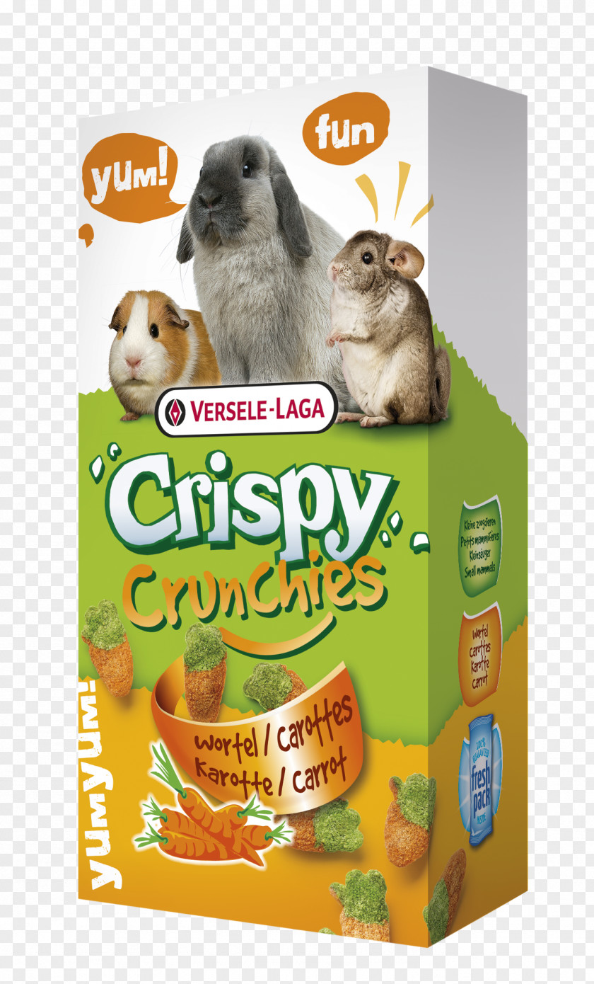 Rat Rodent Guinea Pig Chinchilla Hamster PNG