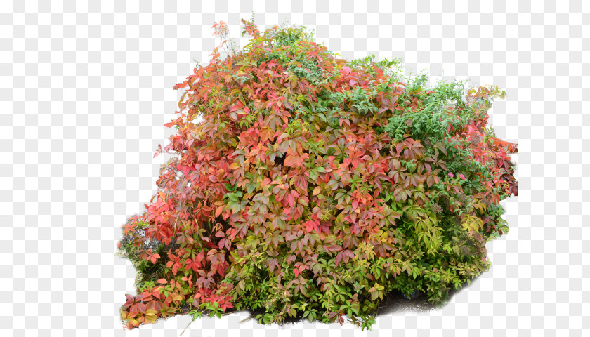 Autumn Shrubs & Trees Clip Art PNG