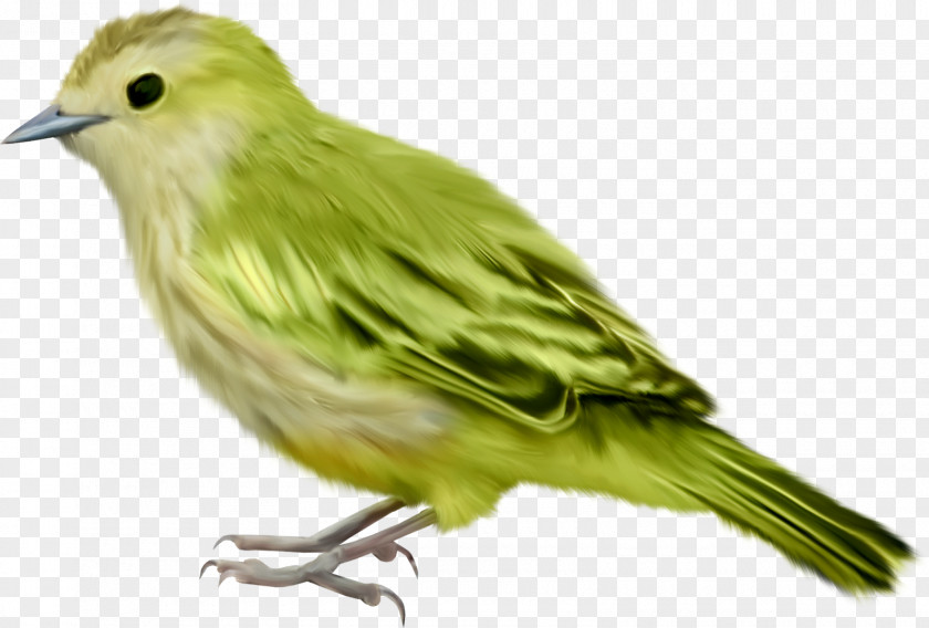 Bird Passerine Clip Art Parrot PNG