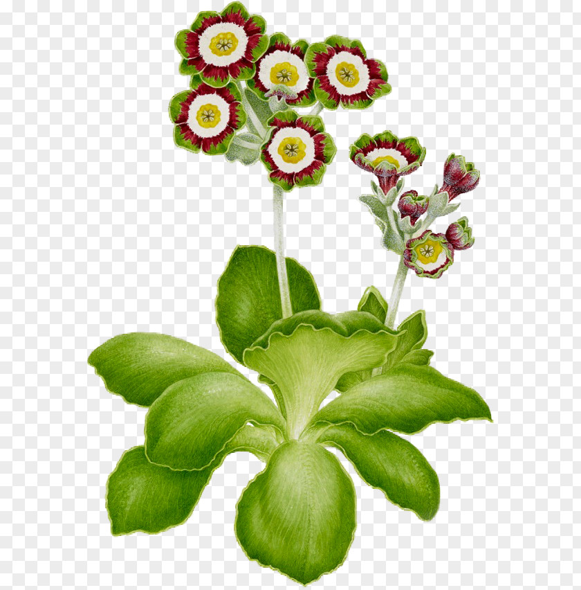 Flower Cut Flowers Primrose Clip Art Floral Design PNG