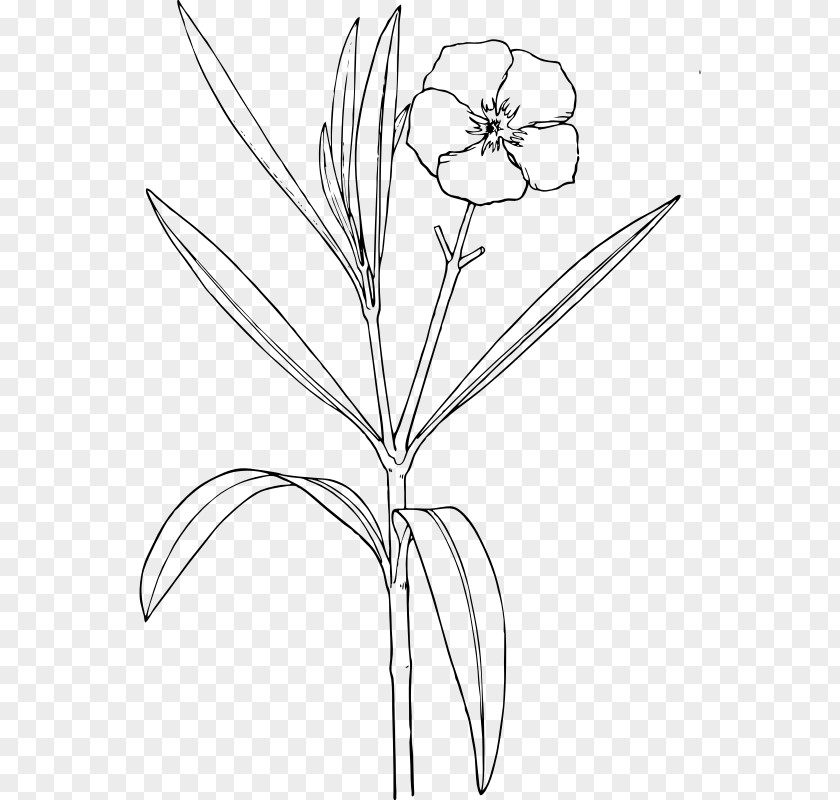 Flower Oleander Drawing Shrub Clip Art PNG