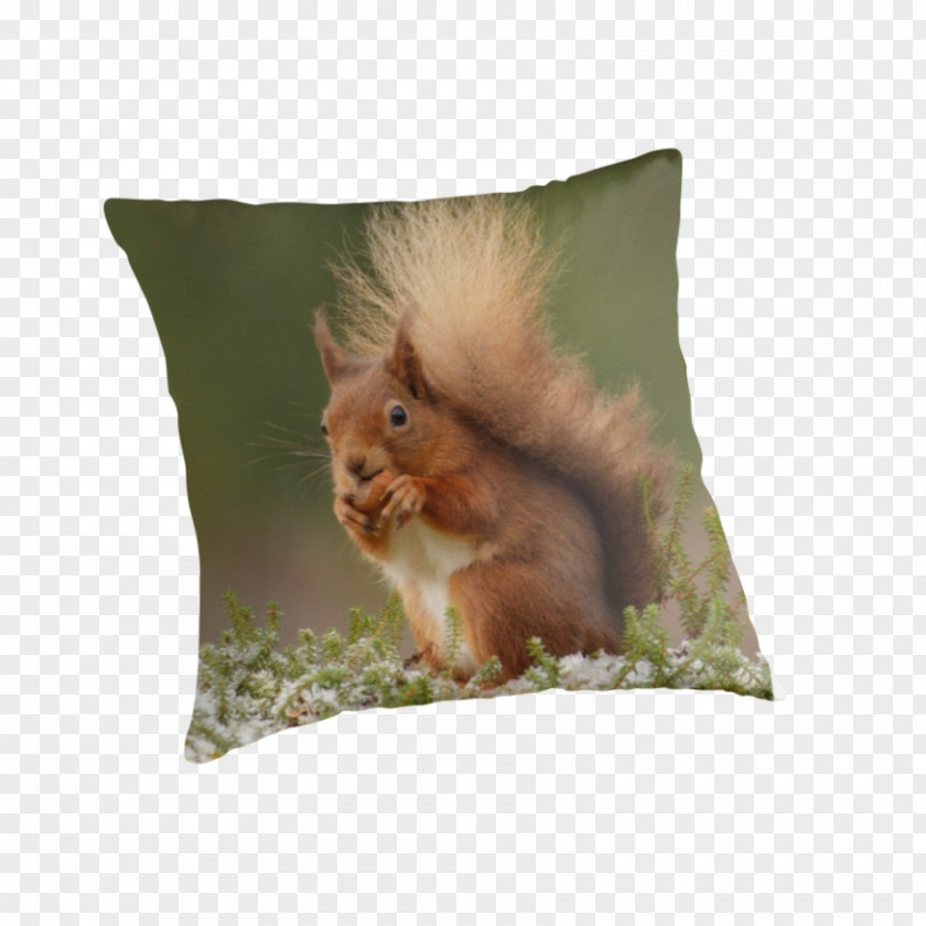 Red Squirrel Throw Pillows Cushion Whiskers PNG