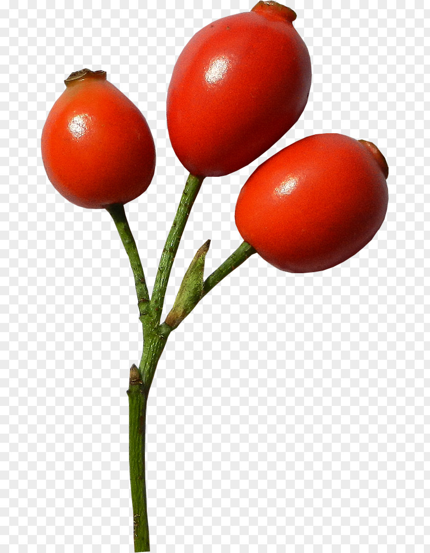 Tomato Plum Bush Rose Hip Food PNG