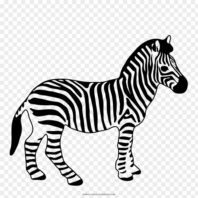 Zebra Safari Ltd Wildlife Horse Foal PNG