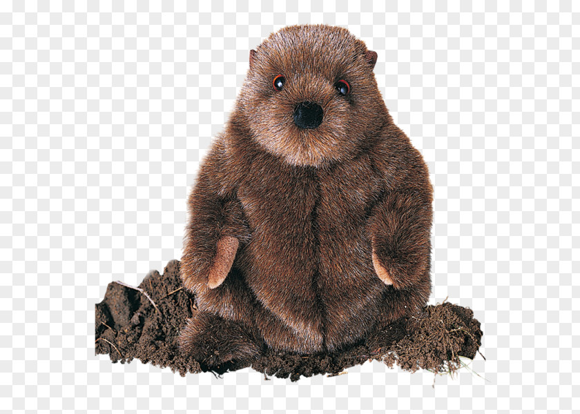 Beaver Punxsutawney Phil Groundhog Day PNG