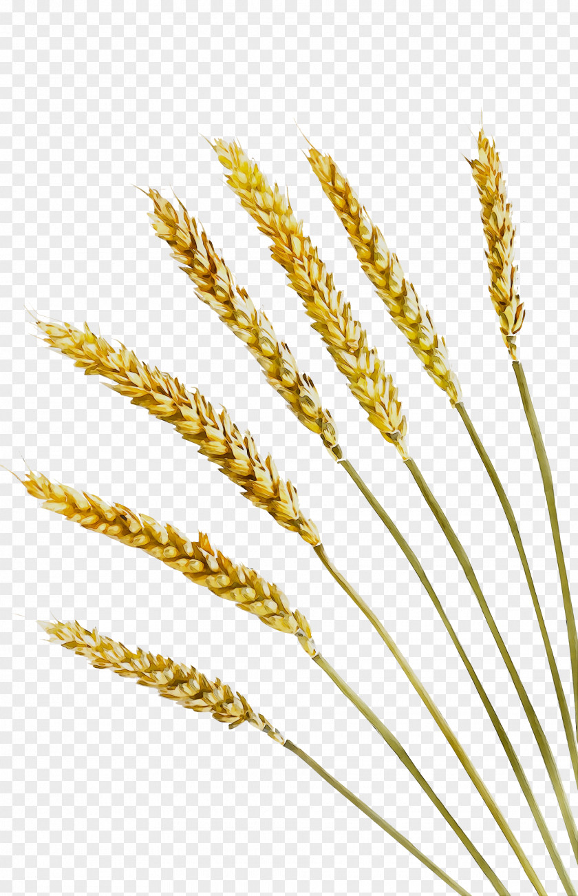 Emmer Video Einkorn Wheat Cereal Grain PNG