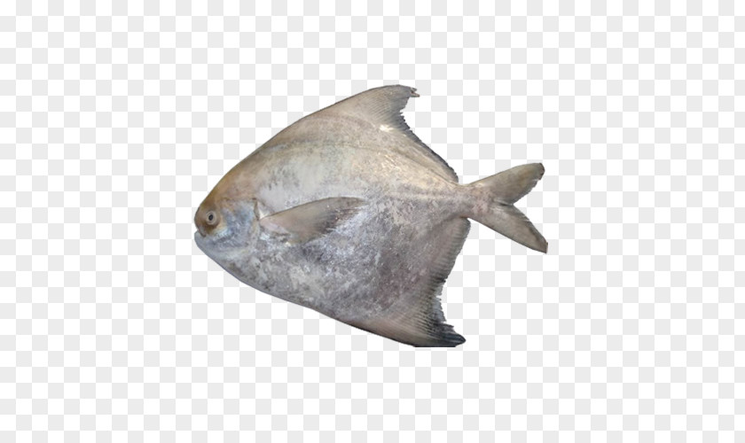 Fish Surimi Pampus Argenteus Pomfret Al Noor Exports PNG