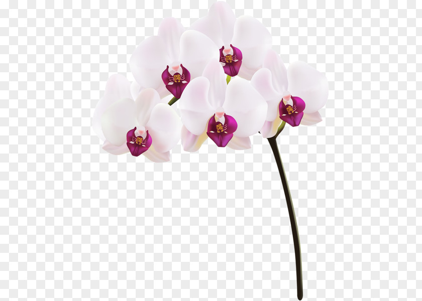 Orchide Moth Orchids Clip Art PNG