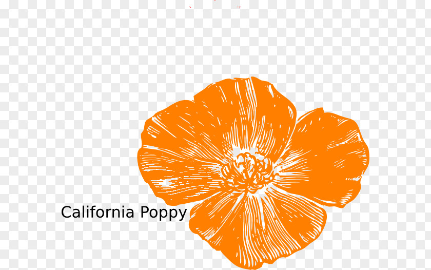 Poppies Vector Remembrance Poppy California Clip Art PNG