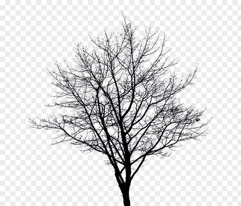 S Of Dead Trees PNG of dead trees clipart PNG