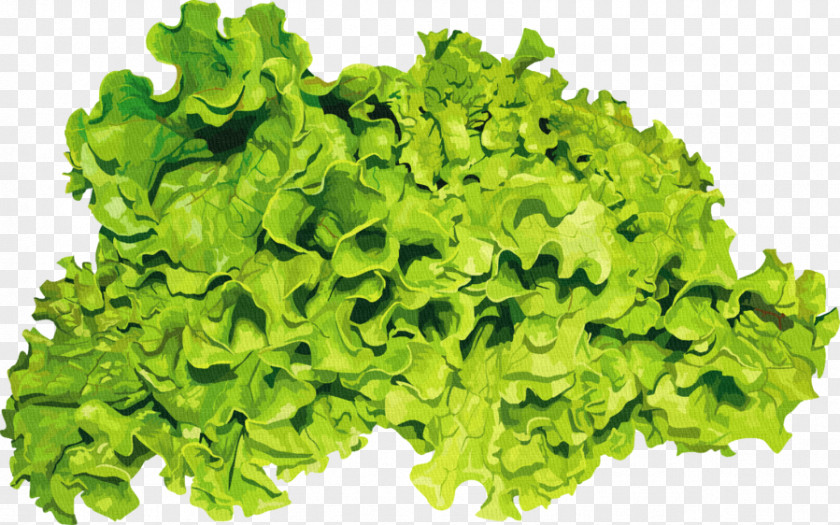 Salad Romaine Lettuce Herb Parsley Seed PNG