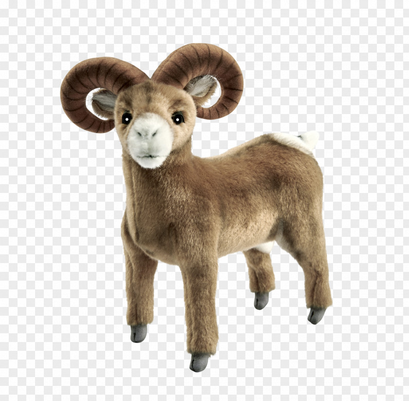 Sheep Argali Cattle Terrestrial Animal Snout PNG